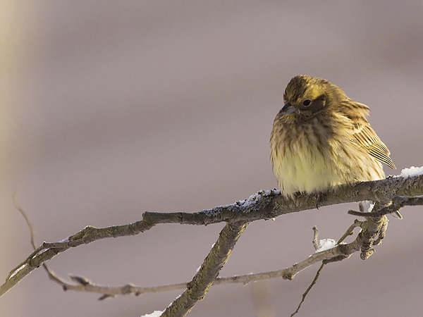 Keltasirkku, Yellowhammer, Emberiza citrinella